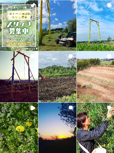 熊本オリーブファーム Instagramフィード投稿一覧